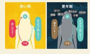 若い時と更年期の女性ホルモンの分泌の差を表した画像